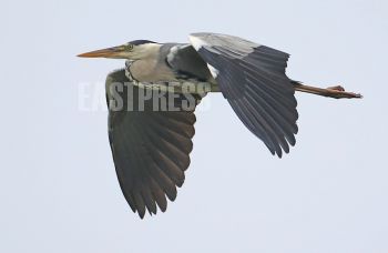 EA266852, Eastpress, Porvoo, Finland